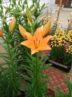 [5505 PO05 Amiga No01.JPG]